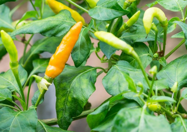 The Datil pepper's — St. Augustine