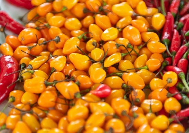 The Datil pepper's - St. Augustine | Secret World Trip Planner