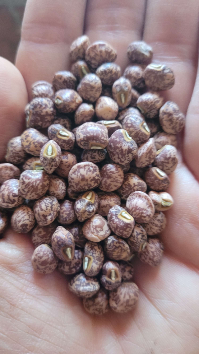 Kapeshuna Beans — Dipartimento di La Guajira
