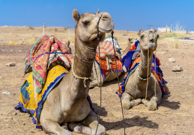 Deserto del Thar - Thar Desert | Secret World Trip Planner