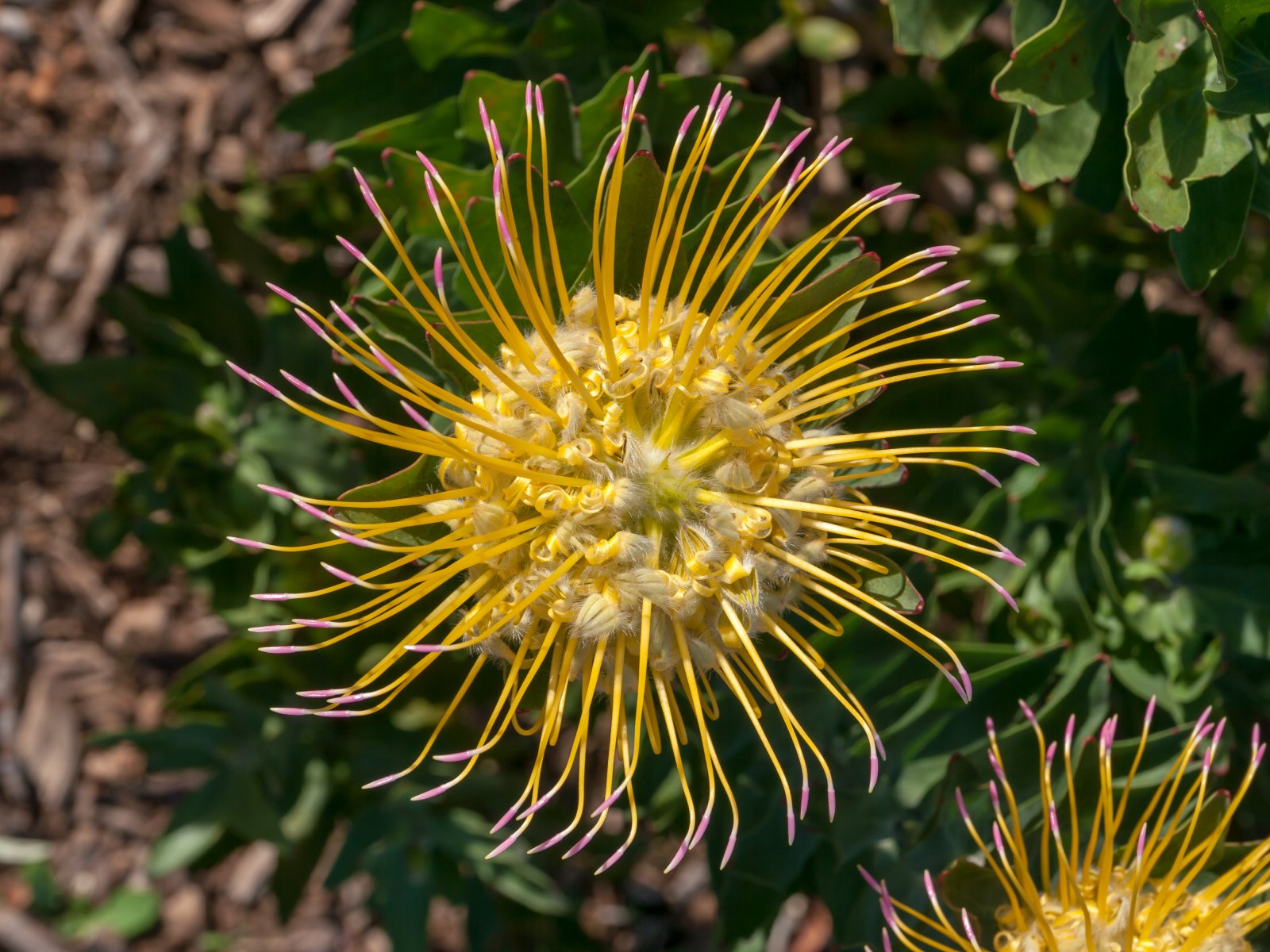 The Kirstenbosch National Botanical Garden - Cape Town | Secret World Trip Planner