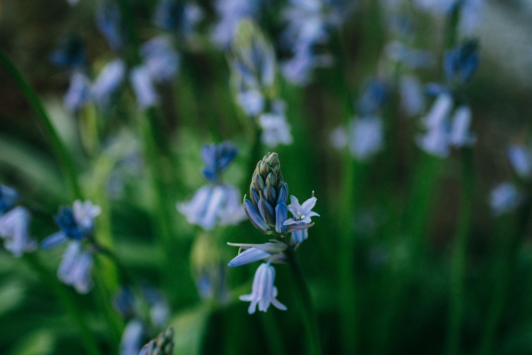 Coton Manor: Bluebells, wildflowers and birds - Coton | Secret World Trip Planner