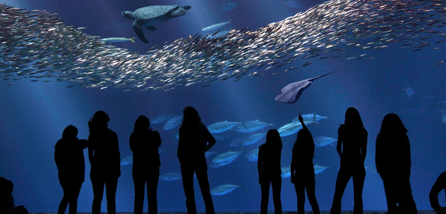 Monterey Bay Aquarium — Monterey
