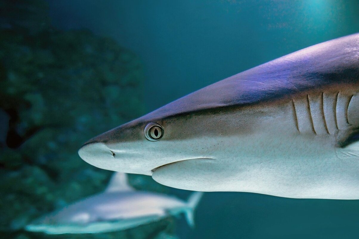 Monterey Bay Aquarium - Monterey | Secret World Trip Planner