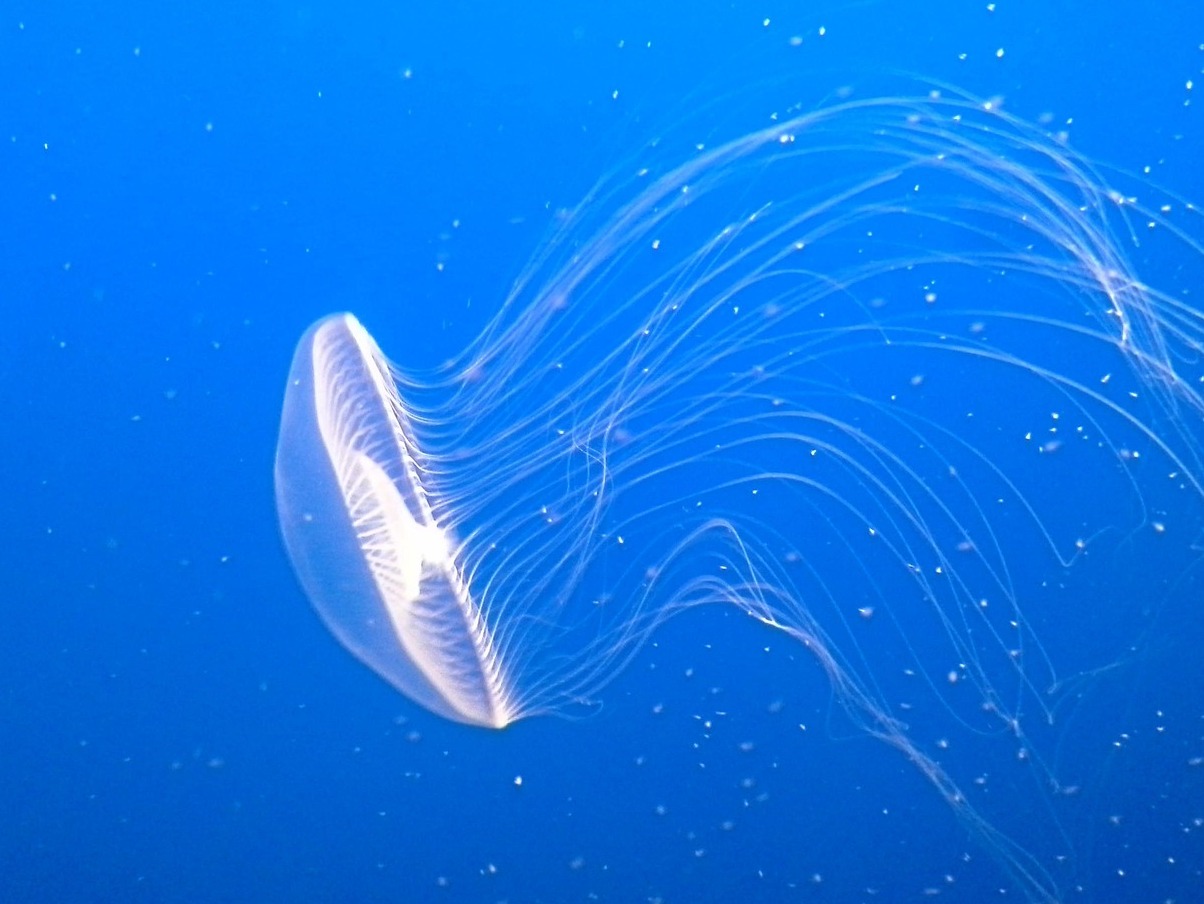 Monterey Bay Aquarium - Monterey | Secret World Trip Planner