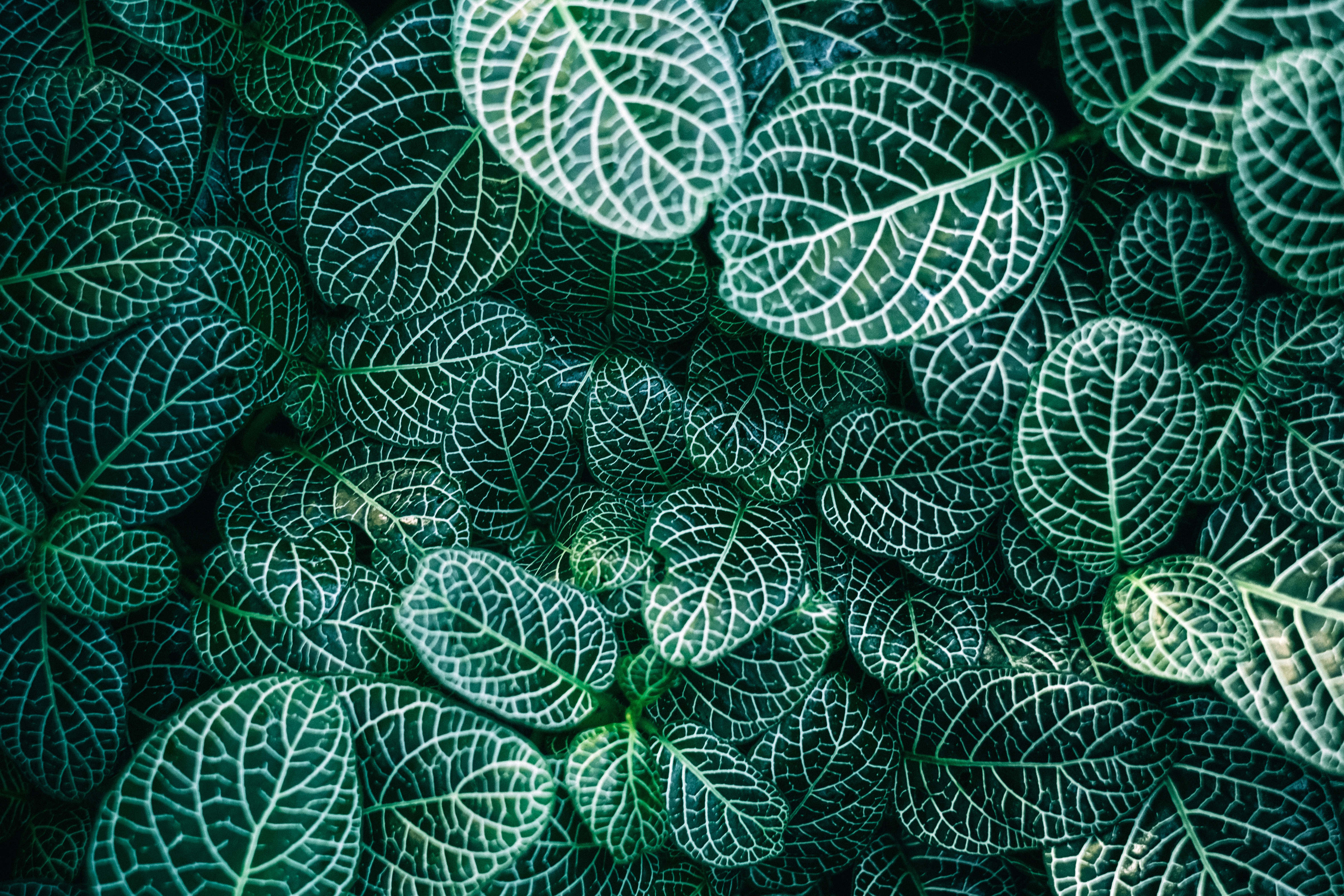 Genf: Das Konservatorium und der Botanische Garten - Ginevra | Secret World Trip Planner