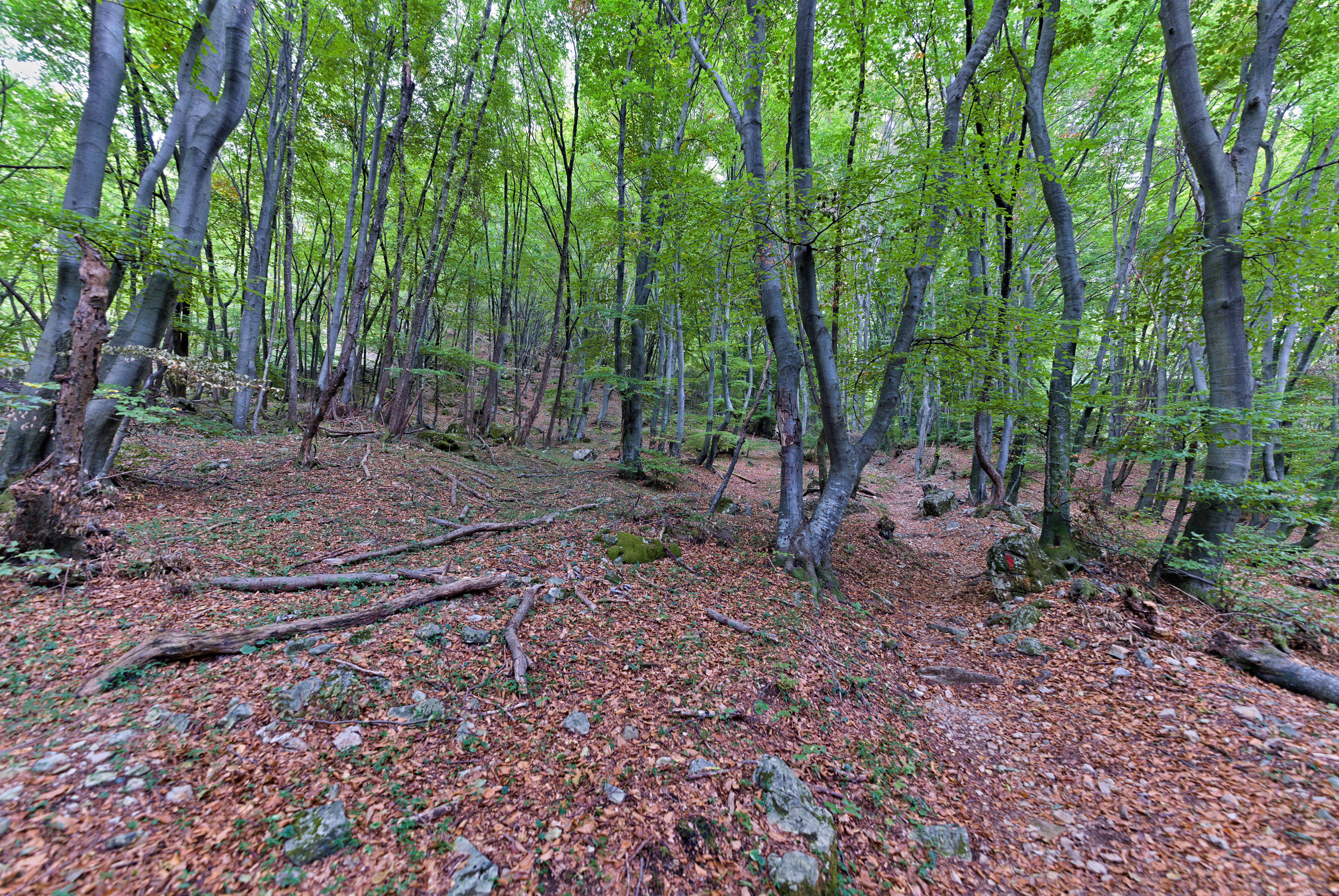 Der Monte San Giorgio - Brusino Arsizio | Secret World Trip Planner