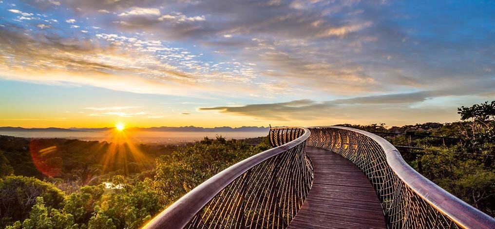 Kirstenbosch Centenary Tree Canopy Walkway — Cape Town