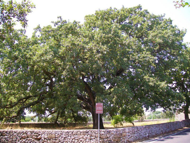 La Quercia Vallonea di Tricase - 73039 Tricase | Secret World Trip Planner