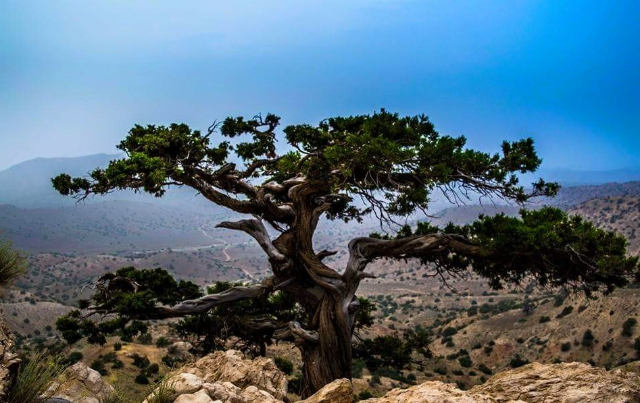 La foresta di ginepri di Ziarat, — Ziarat