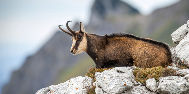 Le retour majestueux du chamois des Apennins - Lama dei Peligni | Secret World Trip Planner