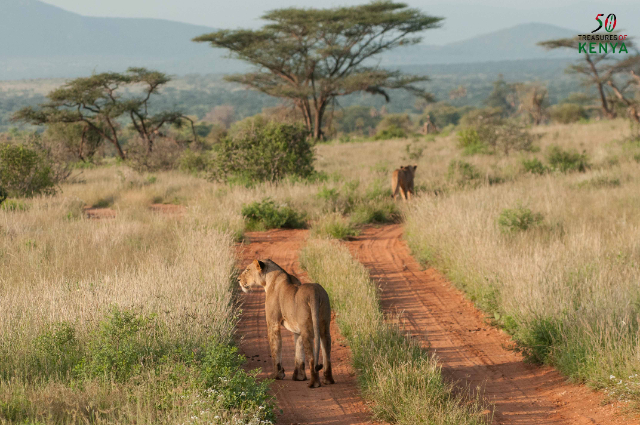 De los bosques a los desiertos: Las tierras vírgenes de color óxido del norte de Kenia - Monte Kenya | Secret World Trip Planner