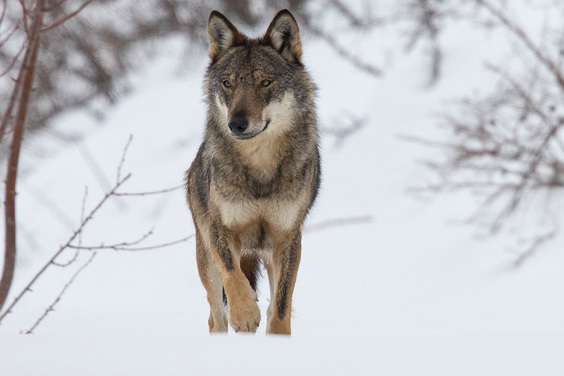 The Rose Valley and The Apennine wolf - Civitella Alfedena | Secret World Trip Planner