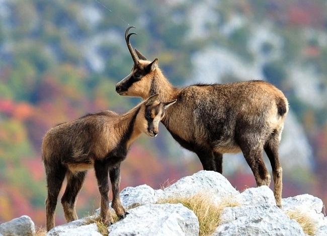 Abruzzo Chamois: The Most Beautiful in the World - Alfedena | Secret World Trip Planner