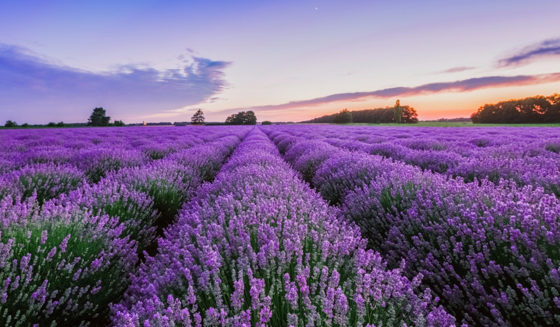 Tihany: The Hungarian Lavander — Tihany