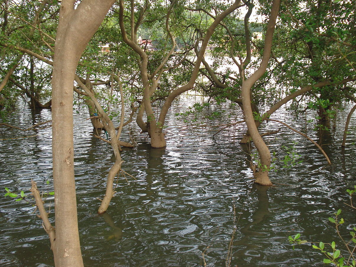 Soonabai Marine Ecology Centre Pirojsha Godrej - Mumbai | Secret World Trip Planner