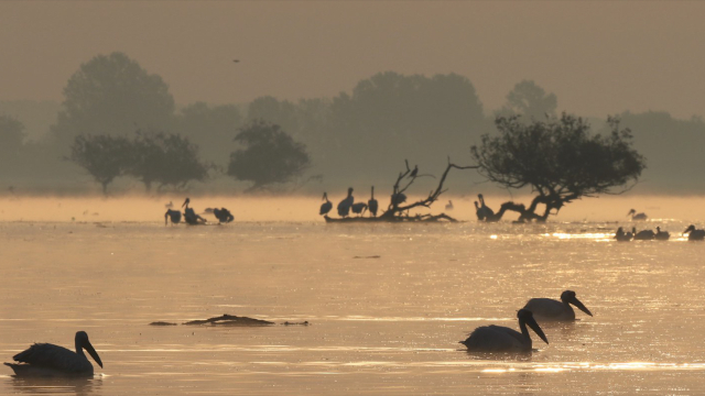 Lake Kerkini: A Natural Paradise in Northern Greece — Lake Kerkini