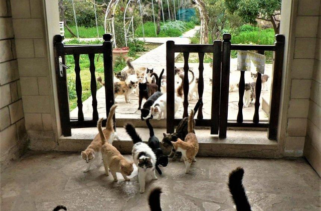 Holy Monastery of St Nicholas of the Cats — Akrotiri