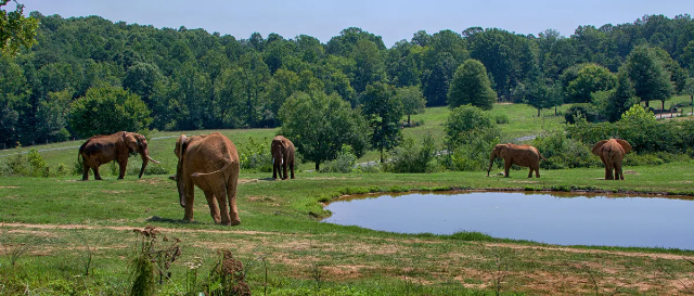 The Largest Zoo In The World - Asheboro | Secret World Trip Planner
