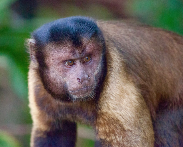 "Black-horned Capuchin Monkeys" - Manduri - SP | Secret World Trip Planner