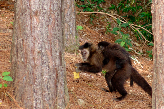 "Black-horned Capuchin Monkeys" - Manduri - SP | Secret World Trip Planner