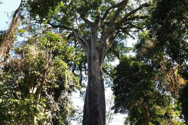 The Patriarch Tree — Santa Rita do Passa Quatro