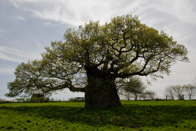 The Bowthorpe Oak - Bowthorpe Park Farm | Secret World Trip Planner