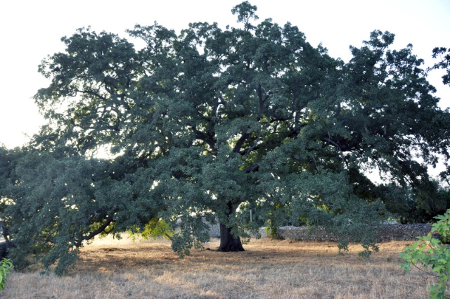 The Vallonea Oak of Tricase - 73039 Tricase | Secret World Trip Planner