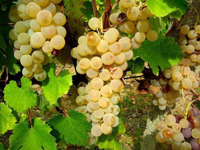 La Vernaccia di Oristano — Oristano