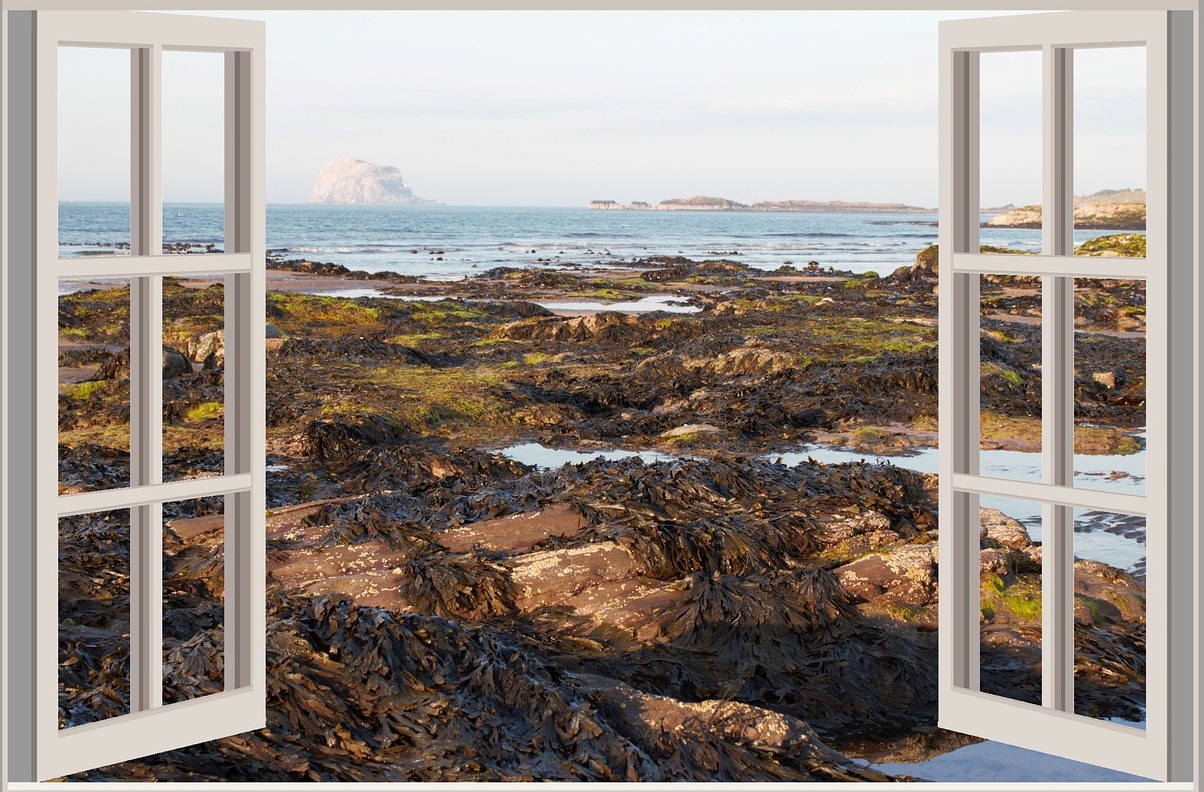 Schottland: der Bass Rock, oder einfach der Bass - Bass Rock | Secret World Trip Planner