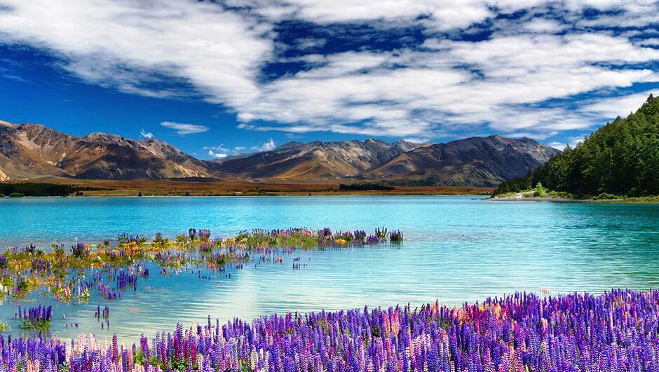  Violette, rosa und blau gefärbte Lupinenblüten — Lake Tekapo