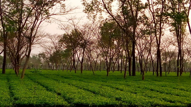 The Tetulia tea gardens - Tetulia | Secret World Trip Planner