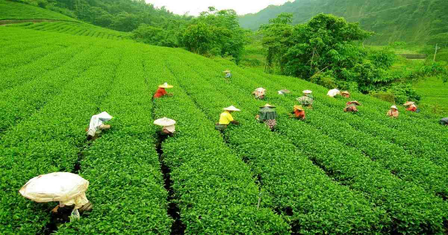 The Malnichhora tea gardens — Sylhet