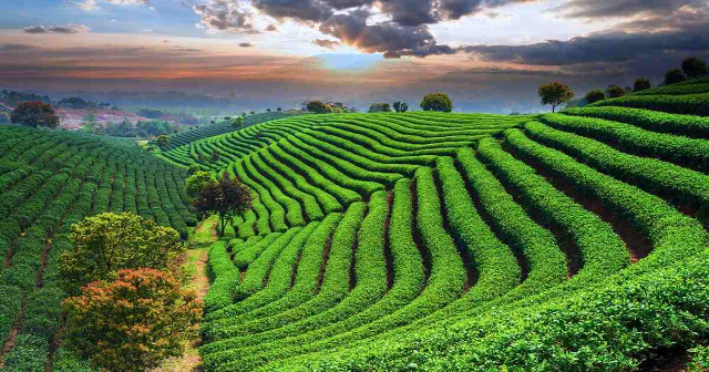 The Malnichhora tea gardens - Sylhet | Secret World Trip Planner