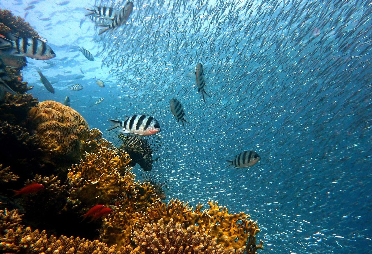 Anse Chastanet Korallenriff-Häfen | Secret World Trip Planner