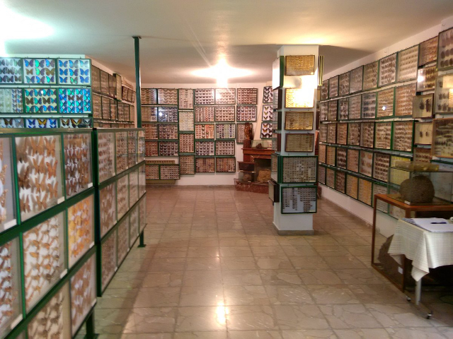 Museo Entomologico di Volos — Volos