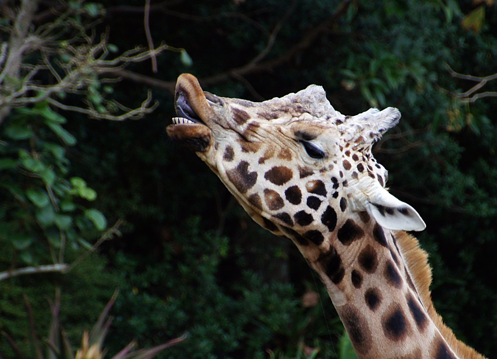 Auckland Zoo: the largest collection of native animals - Auckland | Secret World Trip Planner