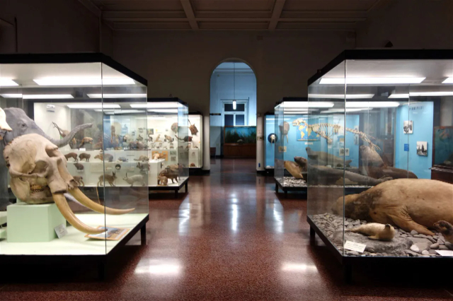 Städtisches Museum für Naturgeschichte Giacomo Doria - Genova | Secret World Trip Planner