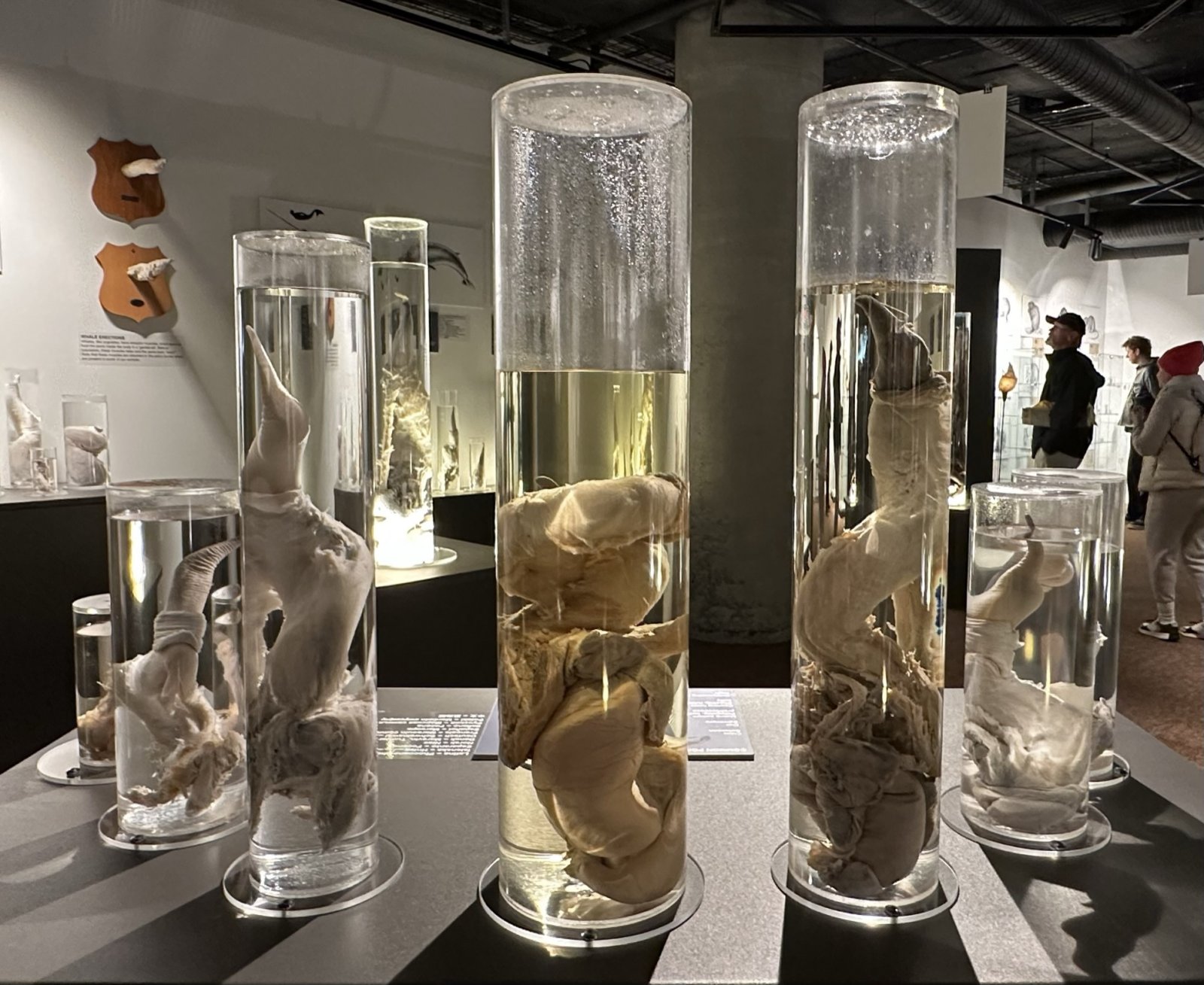 Iceland and its unique Icelandic Phallological Museum - Reykjavík | Secret World Trip Planner