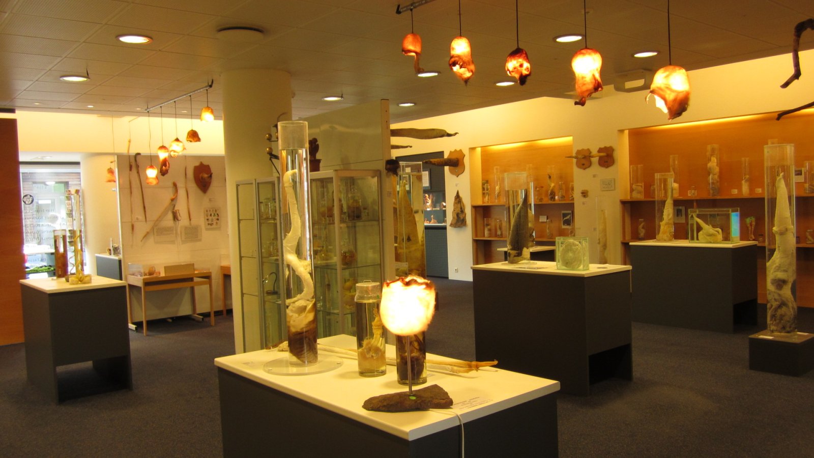 Iceland and its unique Icelandic Phallological Museum - Reykjavík | Secret World Trip Planner