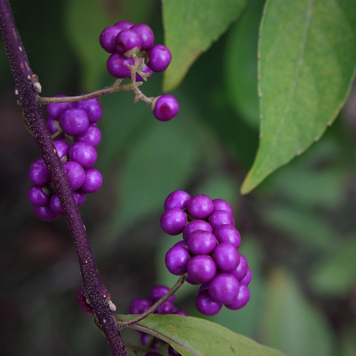 Nationaler Botanischer Garten - La Habana | Secret World Trip Planner