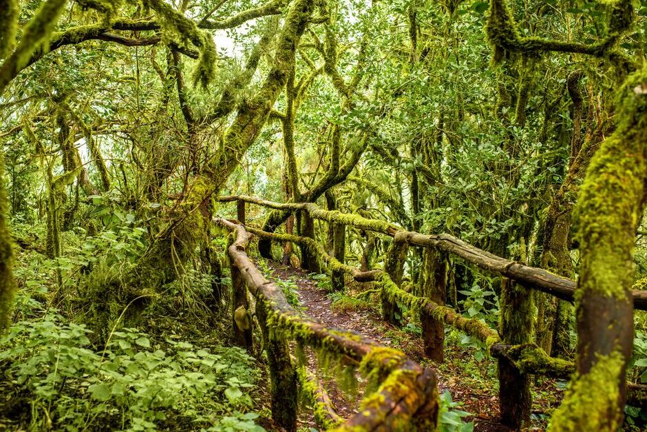 Island of La Gomera and the Laurel Forest — La Palmita