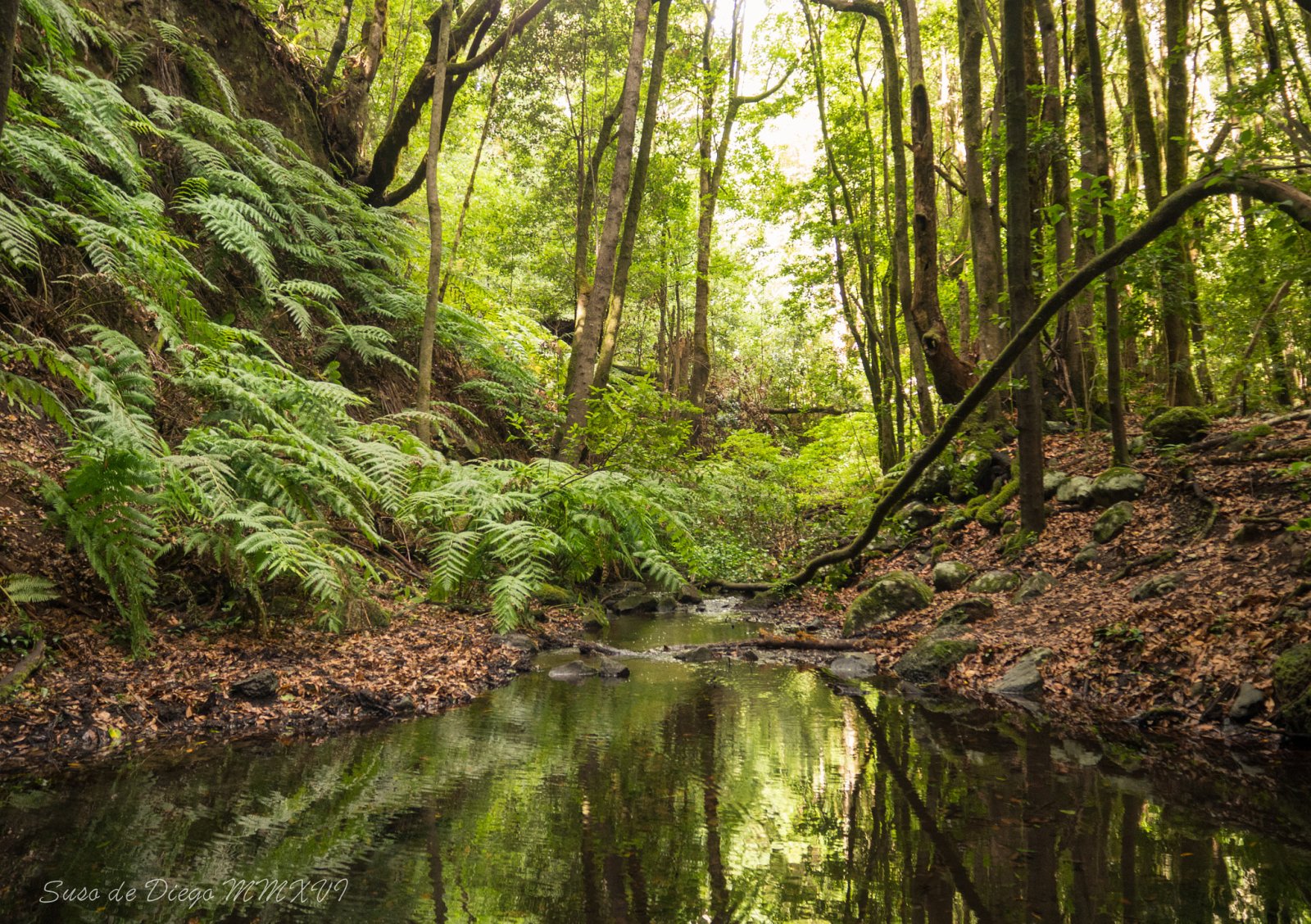 Island of La Gomera and the Laurel Forest - La Palmita | Secret World Trip Planner