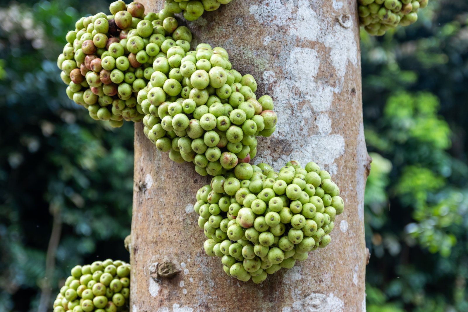 The Singapore Botanic Garden - Singapore | Secret World Trip Planner