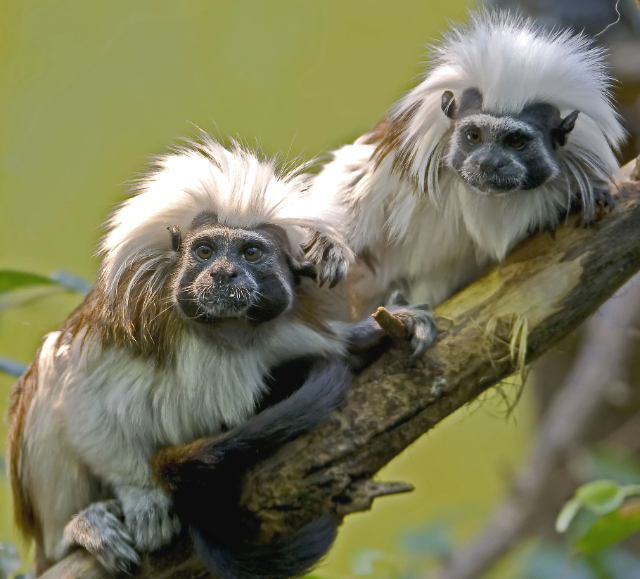 Naples Zoo at Caribbean Gardens — Naples