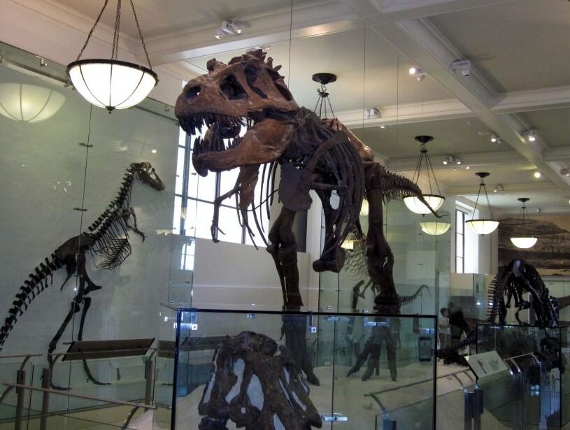 L’American Museum of Natural History - New York | Secret World Trip Planner
