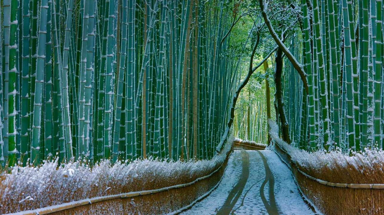  Sagano - The wonderful  bamboo forest — Kyoto