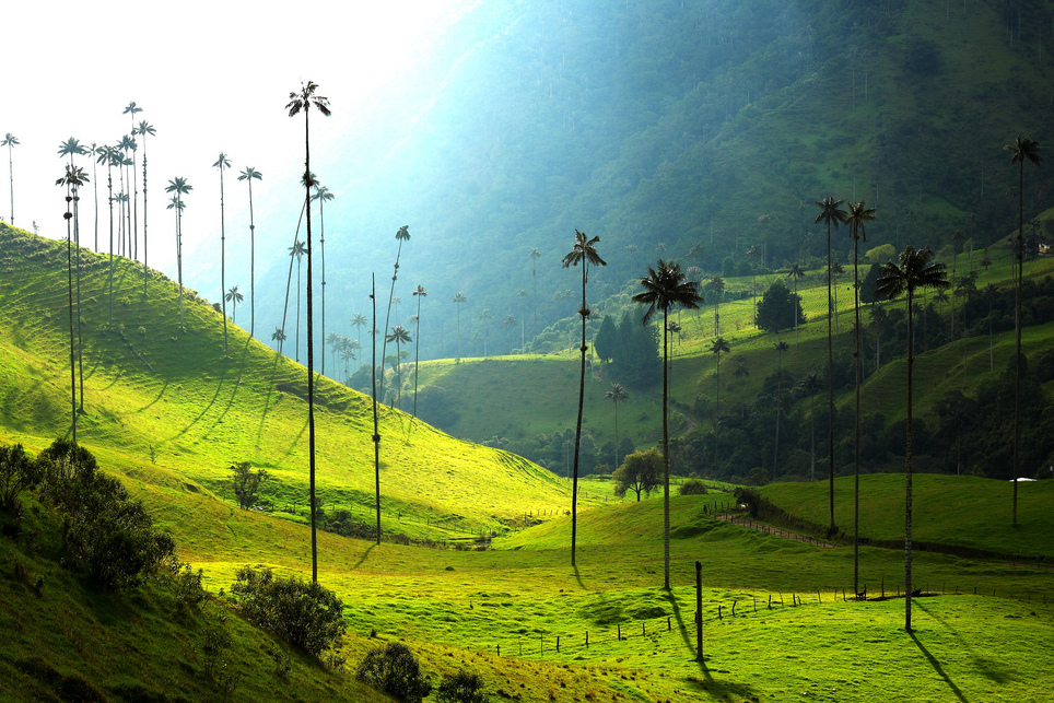 Valle de Cocora in Colombia — Salento