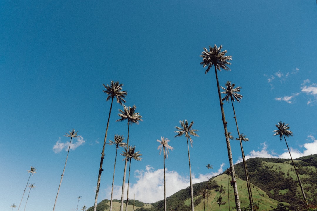 Valle de Cocora in Colombia - Salento | Secret World Trip Planner