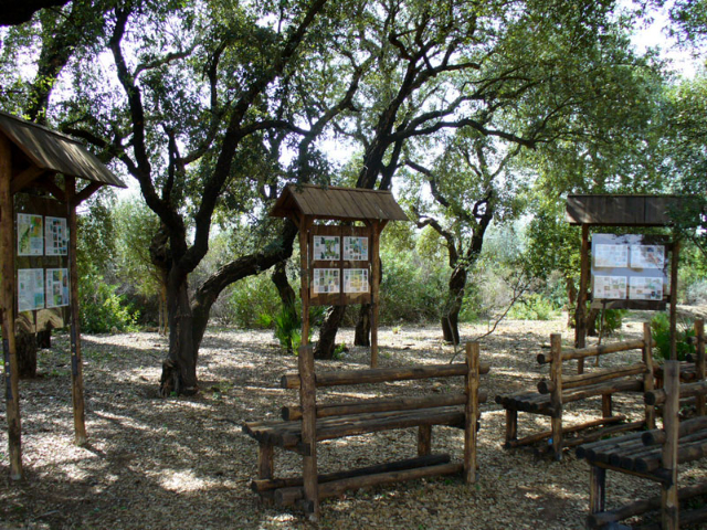 St. Peter's Wood - Bosco di Santo Pietro | Secret World Trip Planner